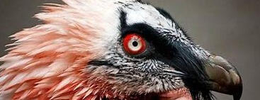 Image made by Scrackle.enquiry on discord